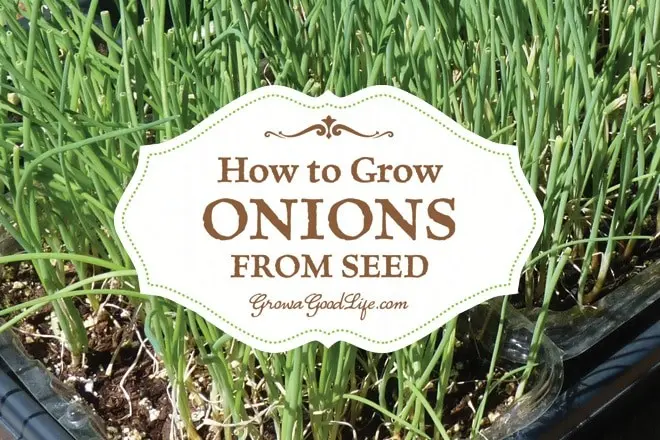 How to grow onions from seeds