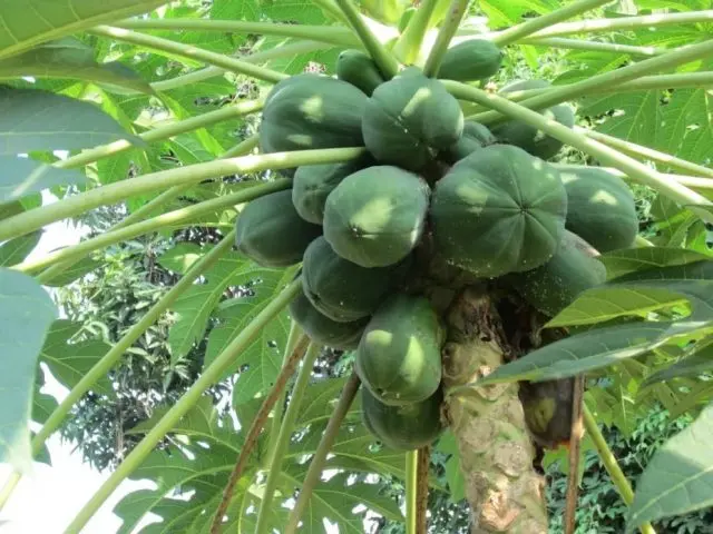 How to grow papaya from seeds