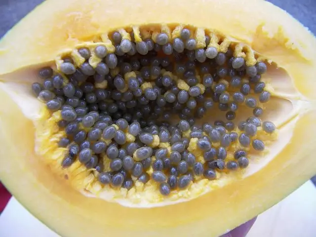 How to grow papaya from seeds