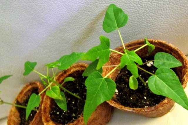 How to grow papaya from seeds