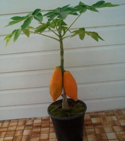 How to grow papaya from seeds