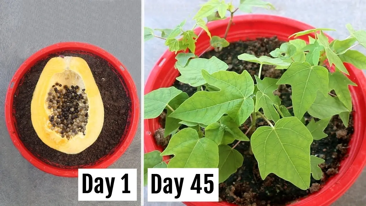 How to grow papaya from seeds