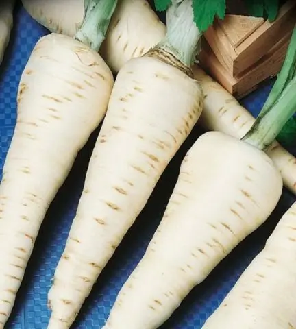 How to grow parsnips from seeds through seedlings and direct sowing in open ground