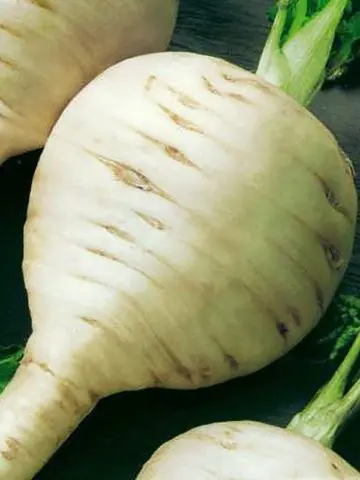 How to grow parsnips from seeds through seedlings and direct sowing in open ground