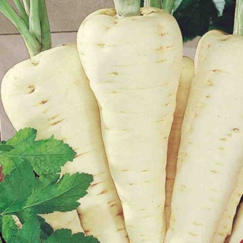 How to grow parsnips from seeds through seedlings and direct sowing in open ground