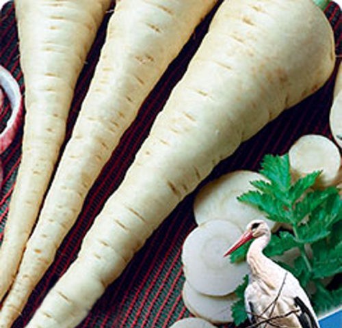 How to grow parsnips from seeds through seedlings and direct sowing in open ground