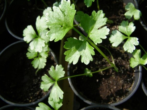 How to grow parsnips from seeds through seedlings and direct sowing in open ground