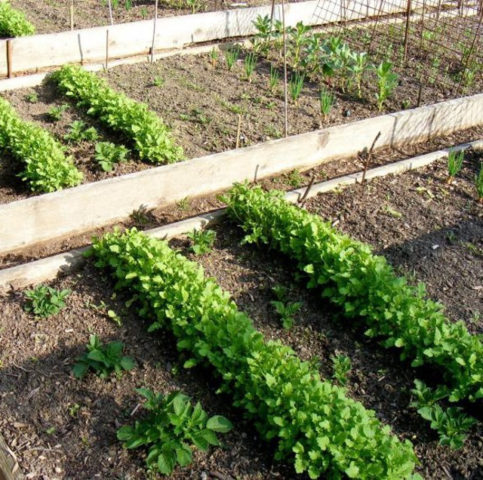 How to grow parsnips from seeds through seedlings and direct sowing in open ground