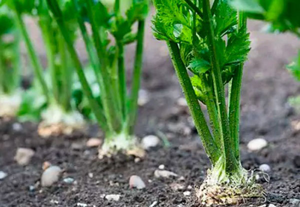 How to grow parsnips from seeds through seedlings and direct sowing in open ground