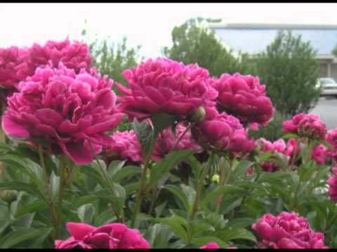 How to grow peonies from seeds from China