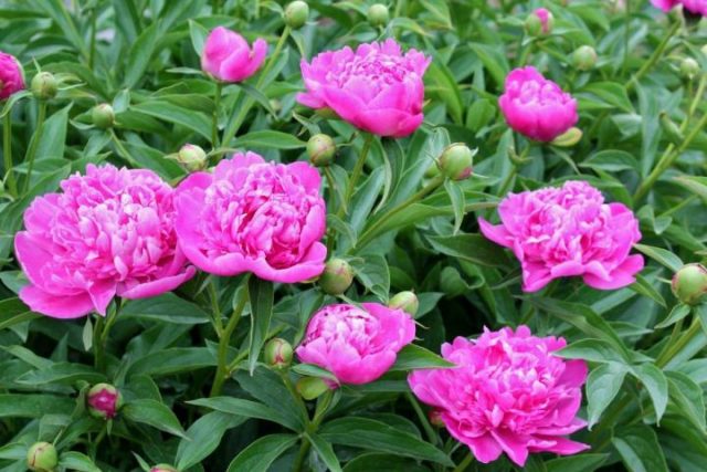 How to grow peonies from seeds from China