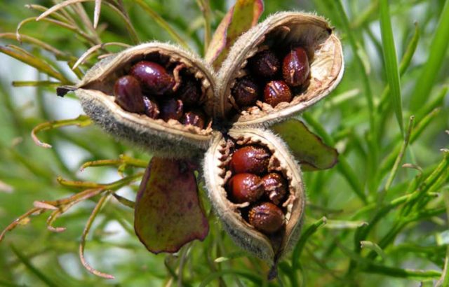 How to grow peonies from seeds from China