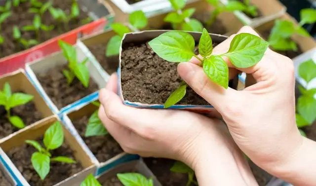 How to grow pepper and tomato seedlings