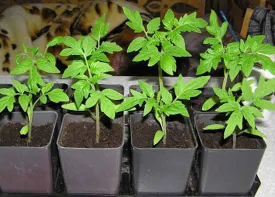 How to grow pepper and tomato seedlings