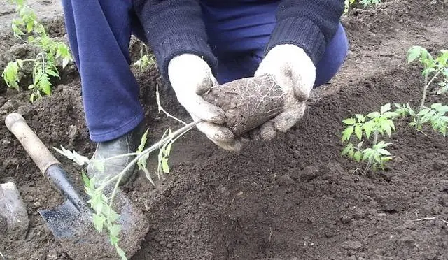 How to grow pepper and tomato seedlings