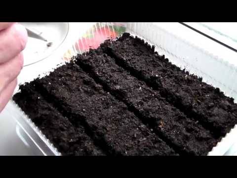 How to grow pepper and tomato seedlings