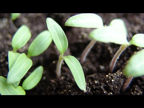 How to grow pepper and tomato seedlings