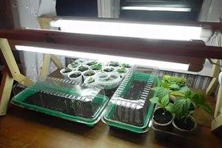 How to grow pepper and tomato seedlings