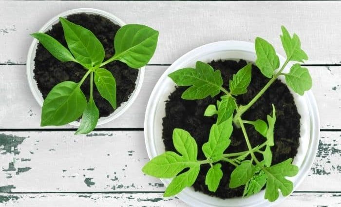 How to grow pepper and tomato seedlings