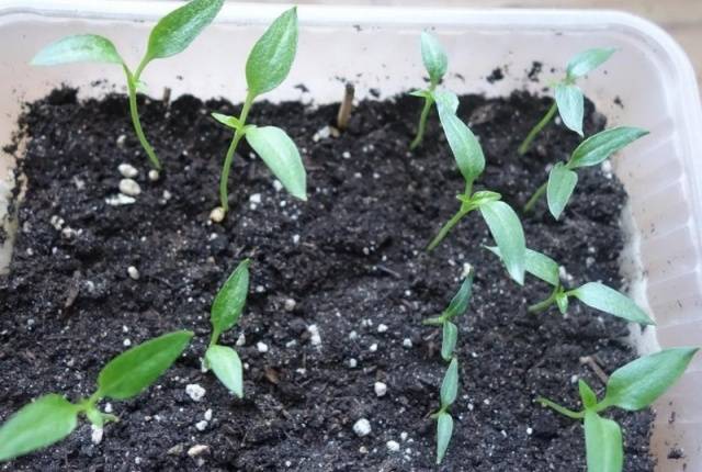 How to grow pepper seedlings