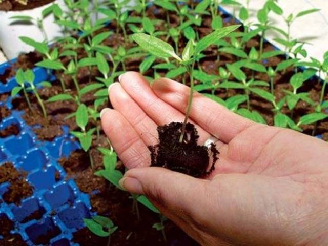 How to grow pepper seedlings