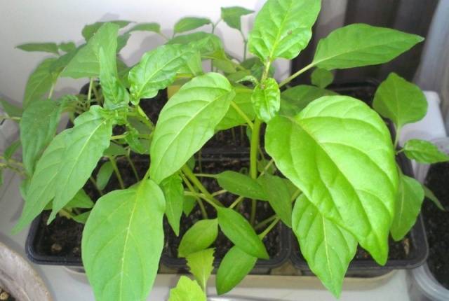 How to grow pepper seedlings