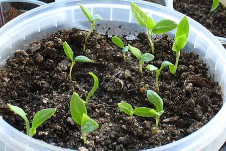 How to grow pepper seedlings