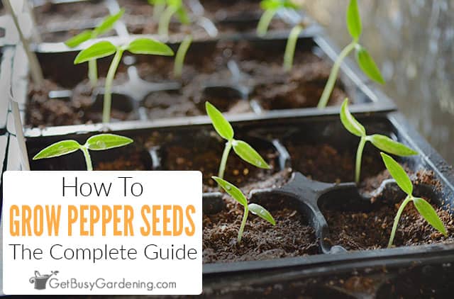 How to grow pepper seedlings