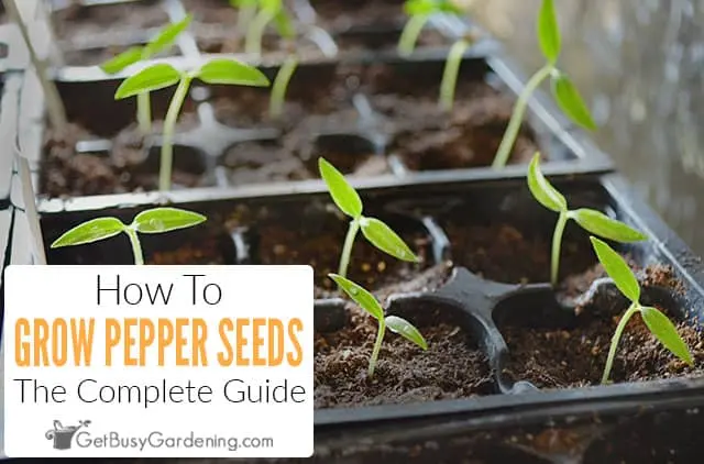 How to grow pepper seedlings