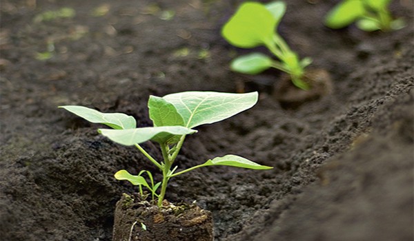 How to grow peppers outdoors - rules