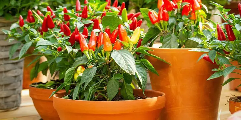 How to grow peppers outdoors &#8211; rules