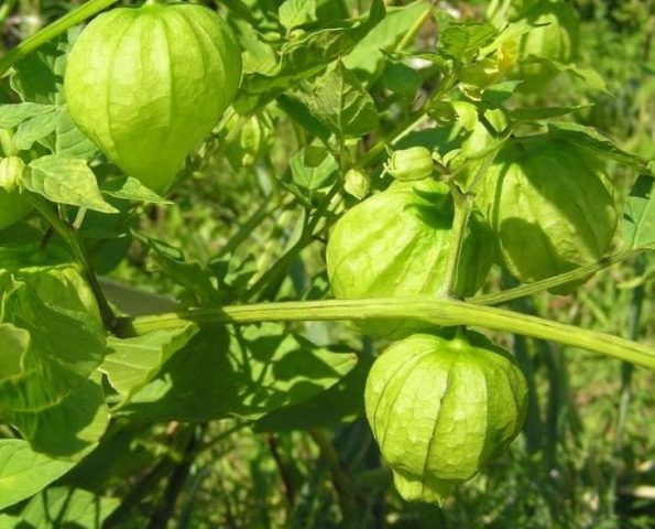 How to grow physalis