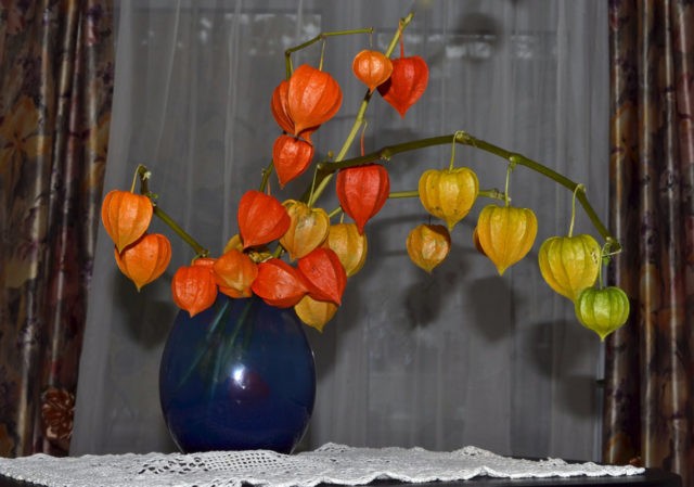 How to grow physalis