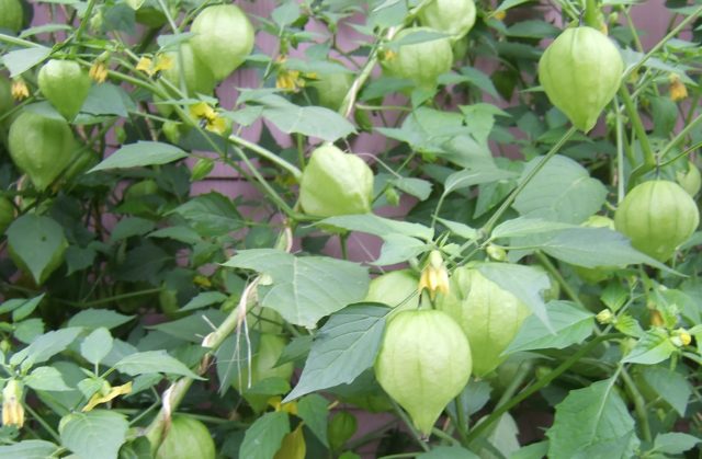 How to grow physalis