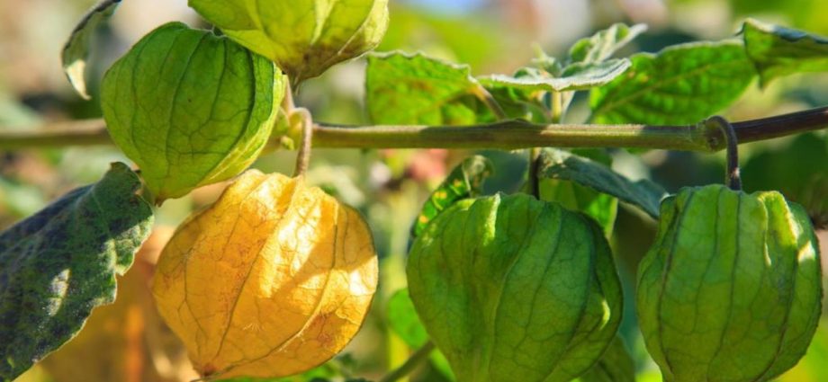 How to grow physalis