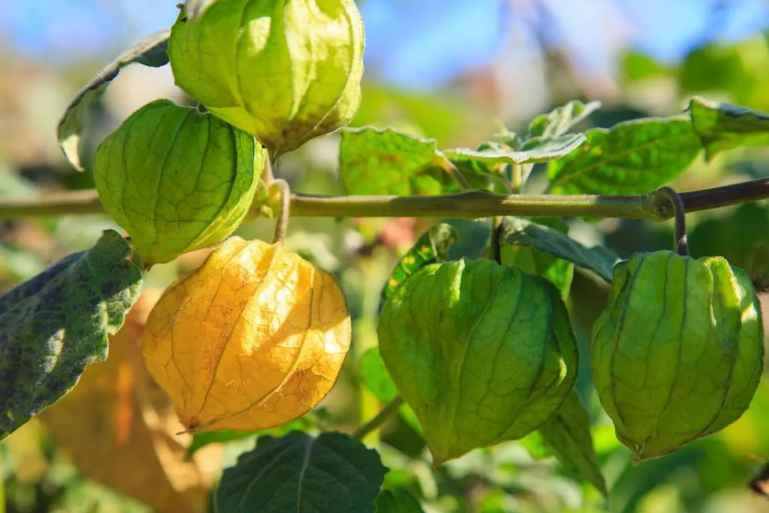 How to grow physalis