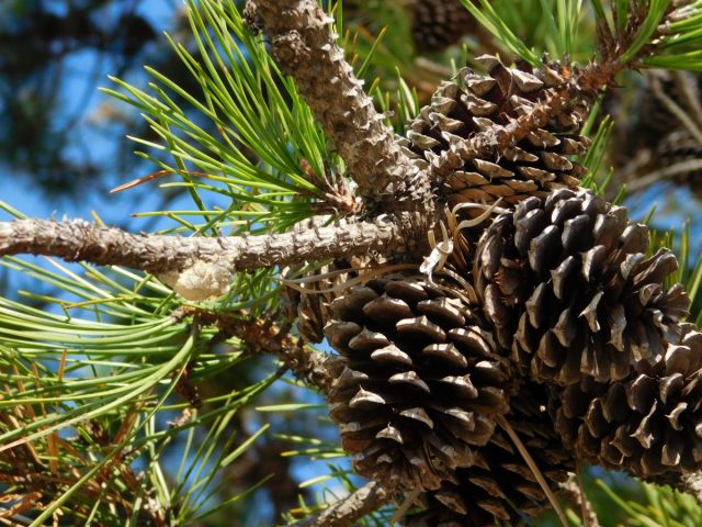 How to grow pine trees from seeds