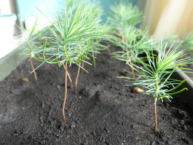 How to grow pine trees from seeds