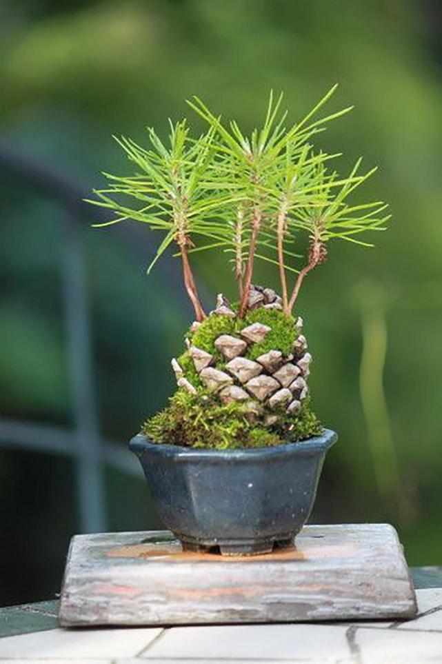 How to grow pine trees from seeds