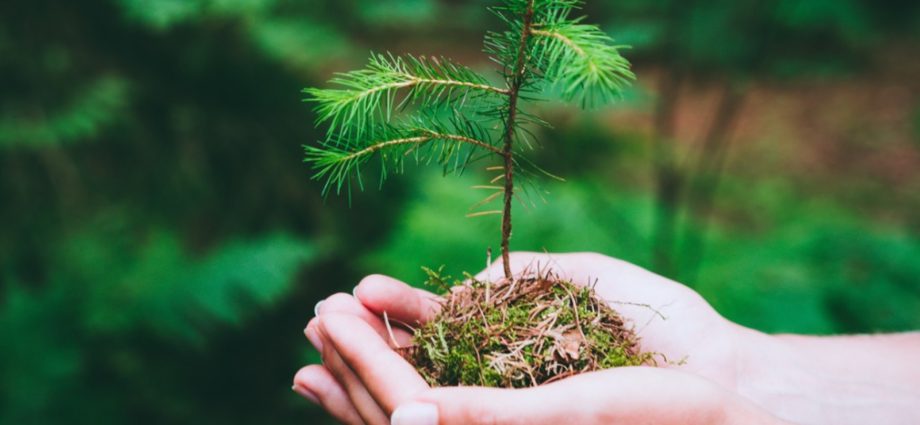 How to grow pine trees from seeds