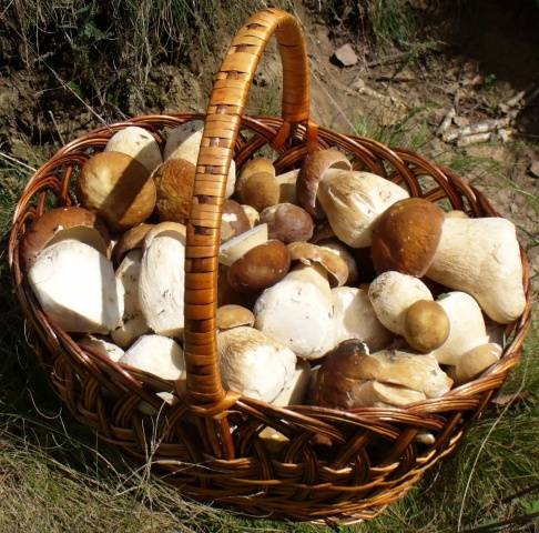 How to grow porcini mushrooms in the country + video