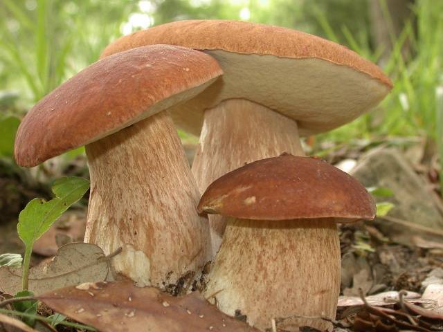 How to grow porcini mushrooms in the country + video