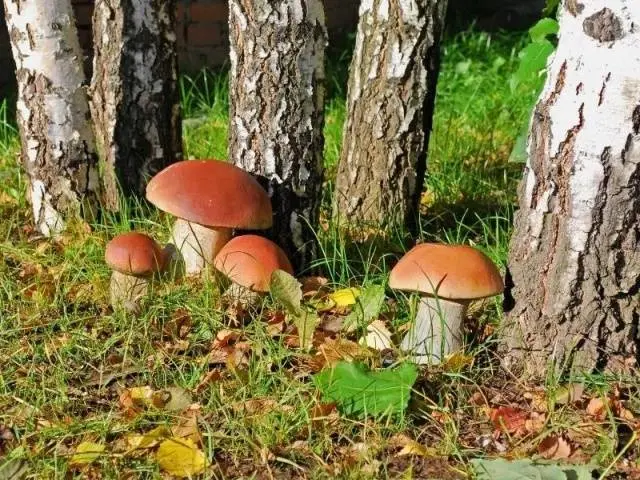 How to grow porcini mushrooms in the country + video