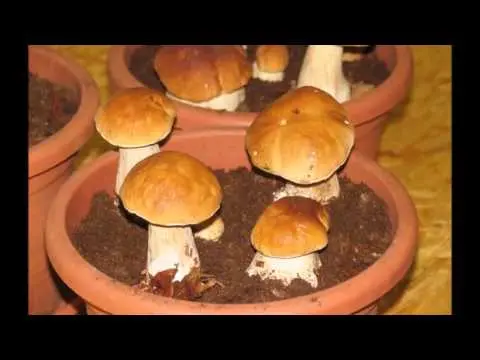 How to grow porcini mushrooms in the country + video