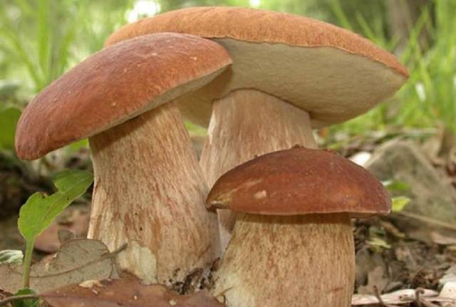 How to grow porcini mushrooms on the site