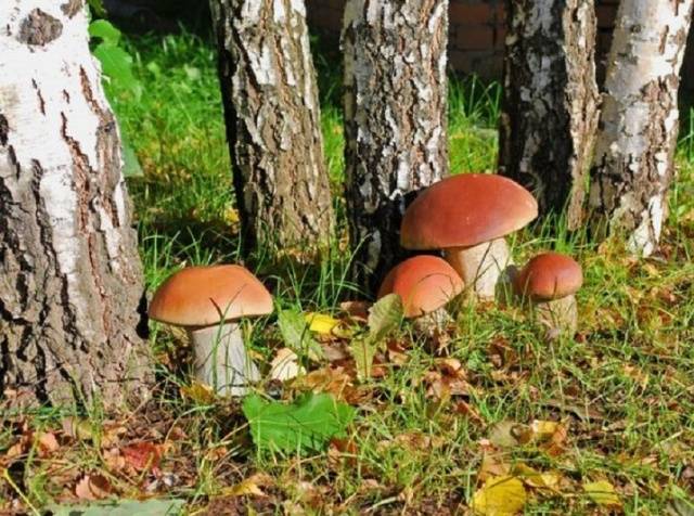 How to grow porcini mushrooms on the site