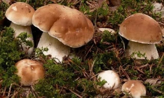 How to grow porcini mushrooms on the site