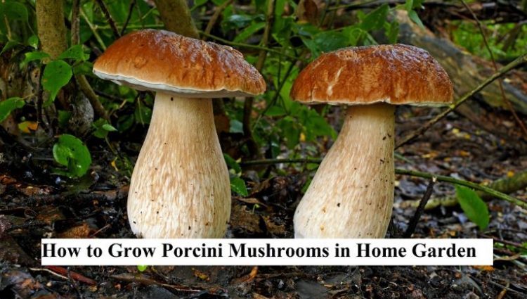 How to grow porcini mushrooms on the site