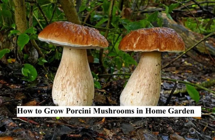 How to grow porcini mushrooms on the site