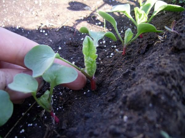 How to grow radishes in the open field: the secrets of growing and care